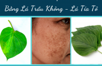 Điều Trị Nám Bằng Lá Trầu Không, Lá Tía Tô